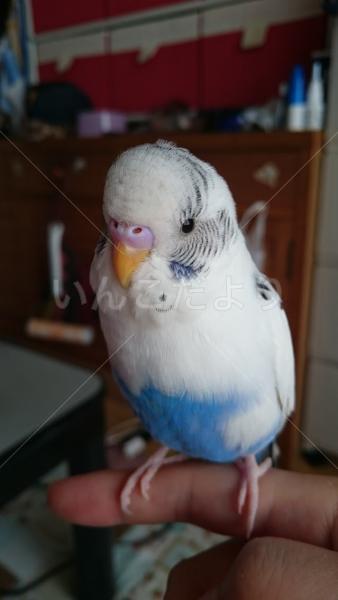 迷い鳥の写真
