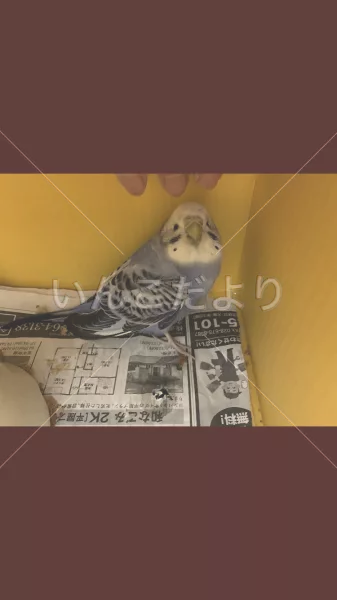 保護鳥の写真
