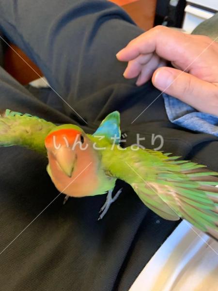 迷い鳥の写真