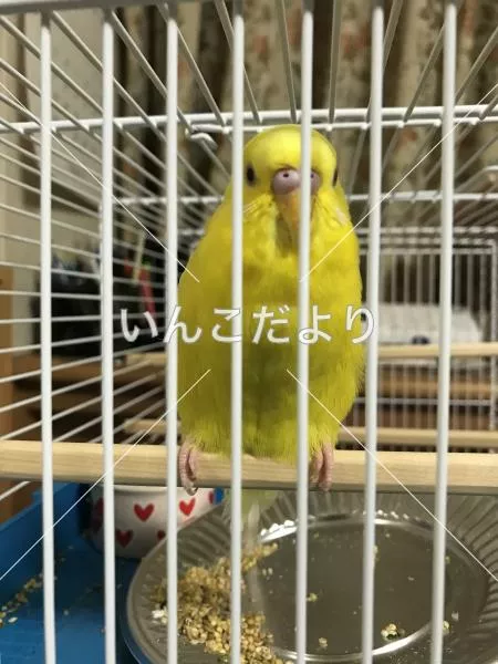 保護鳥の写真