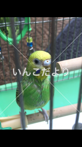 保護鳥の写真