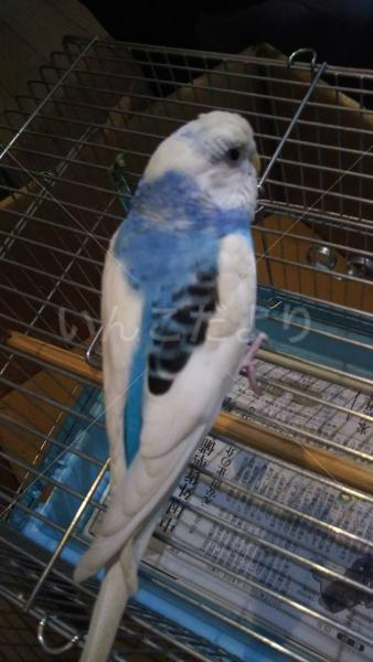 保護鳥の写真