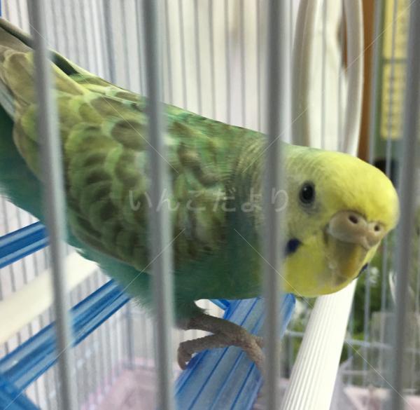 保護鳥の写真