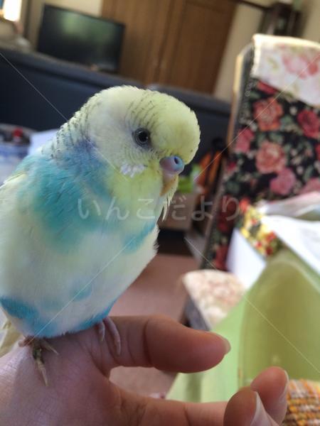 迷い鳥の写真