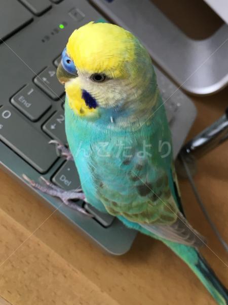 迷い鳥の写真