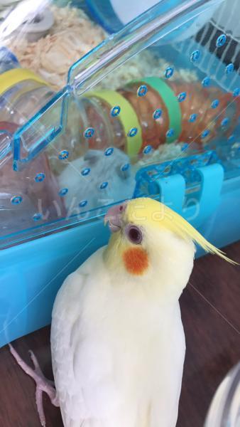 迷い鳥の写真
