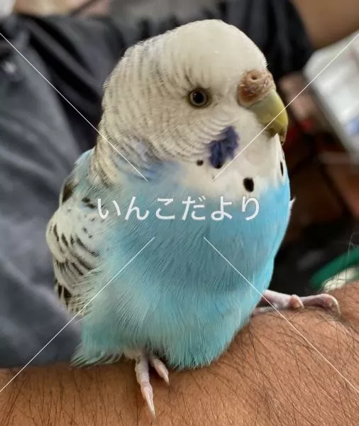 保護鳥の写真