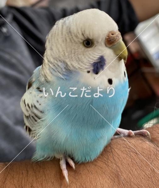 保護鳥の写真