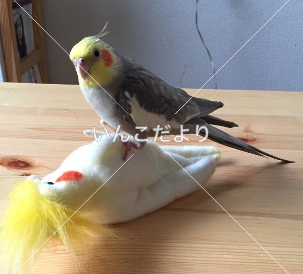 迷い鳥の写真