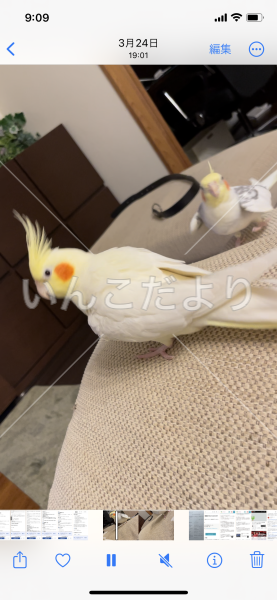 迷い鳥の写真