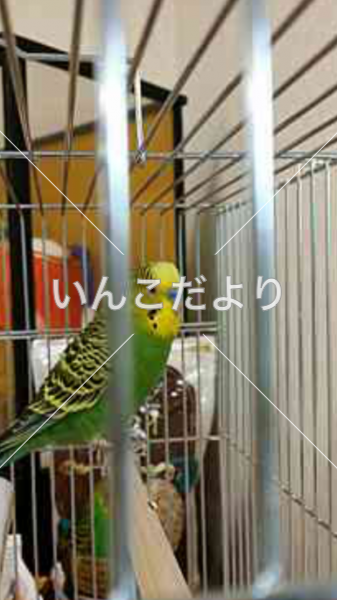 保護鳥の写真