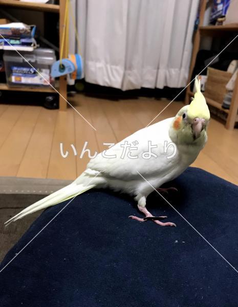 迷い鳥の写真