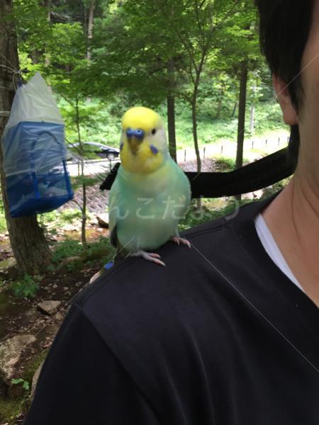 保護鳥の写真