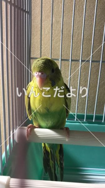 迷い鳥の写真