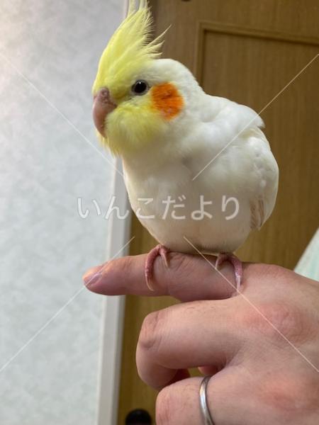 保護鳥の写真