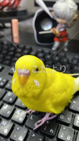 迷い鳥の写真