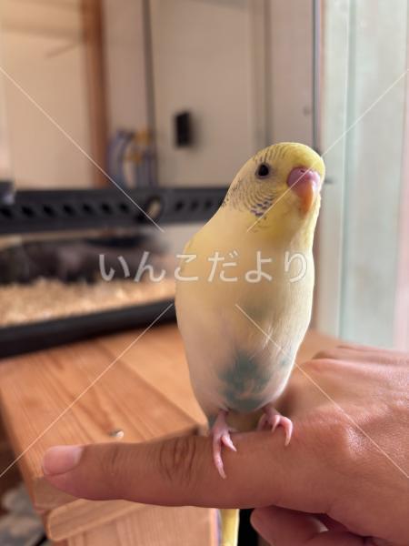 迷い鳥の写真