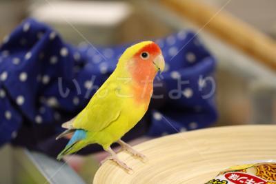 保護鳥の写真