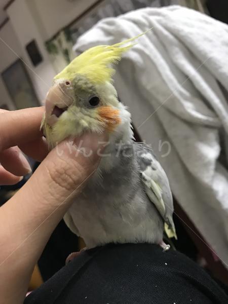 迷い鳥の写真