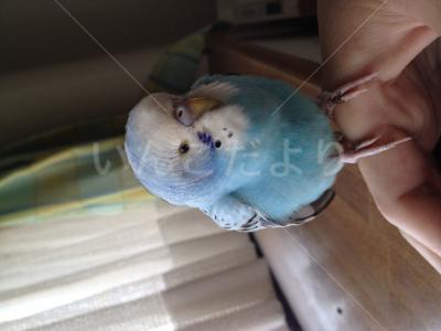 保護鳥の写真