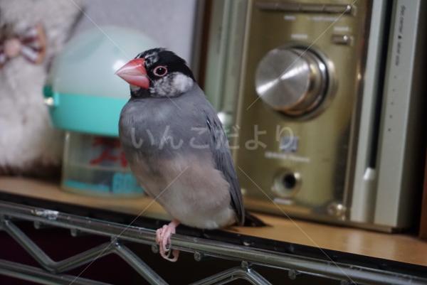 迷い鳥の写真