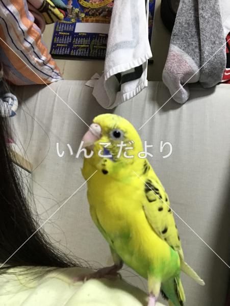 迷い鳥の写真