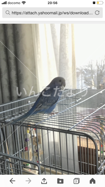 迷い鳥の写真