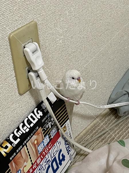 迷い鳥の写真