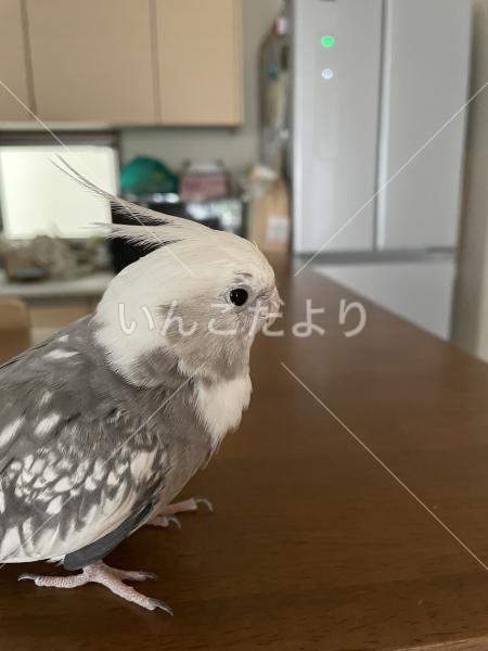 迷い鳥の写真