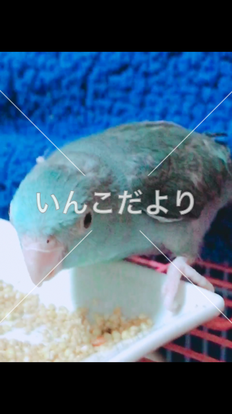 迷い鳥の写真