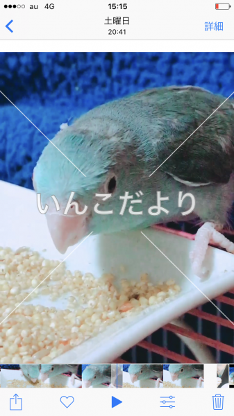迷い鳥の写真