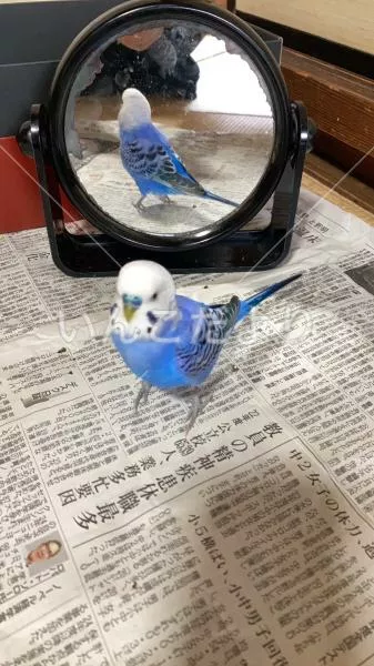迷い鳥の写真