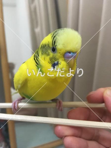 迷い鳥の写真