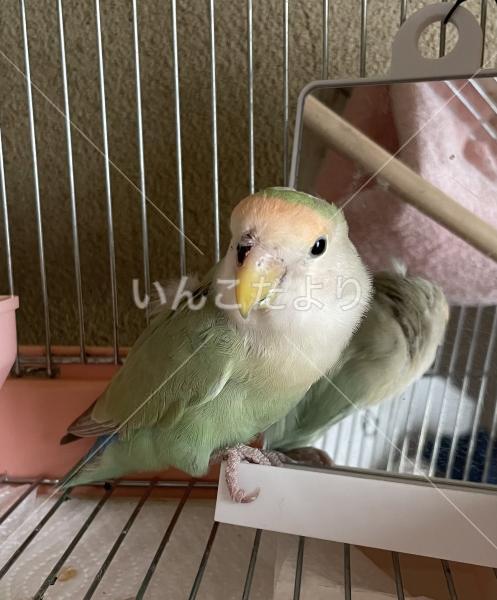 保護鳥の写真