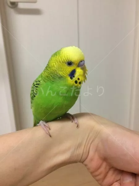 保護鳥の写真