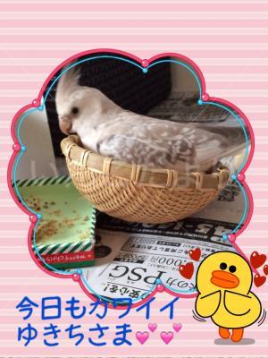 迷い鳥の写真