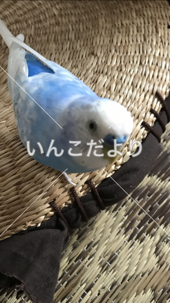 迷い鳥の写真