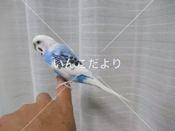 保護鳥の写真
