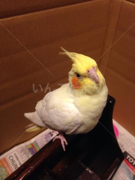 保護鳥の写真