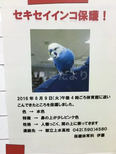保護鳥の写真