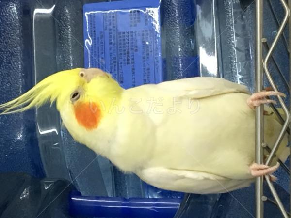 保護鳥の写真