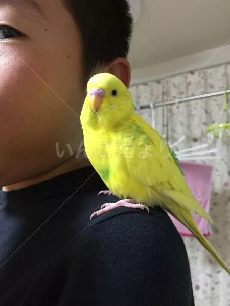 保護鳥の写真