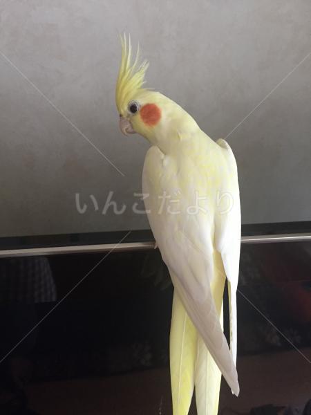 保護鳥の写真