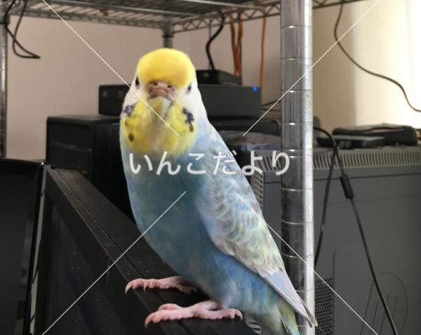迷い鳥の写真