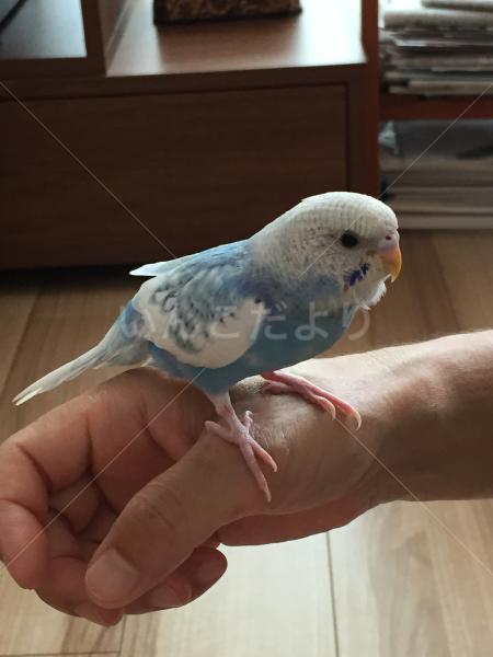 迷い鳥の写真