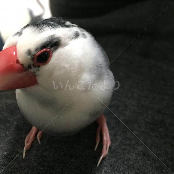 迷い鳥の写真