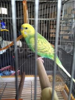 保護鳥の写真