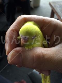 保護鳥の写真