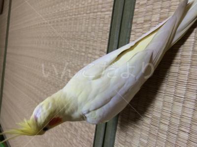 迷い鳥の写真