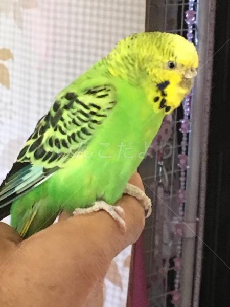 保護鳥の写真